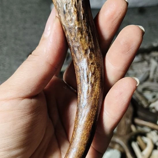 非金属无鹿角鹿角鹿角