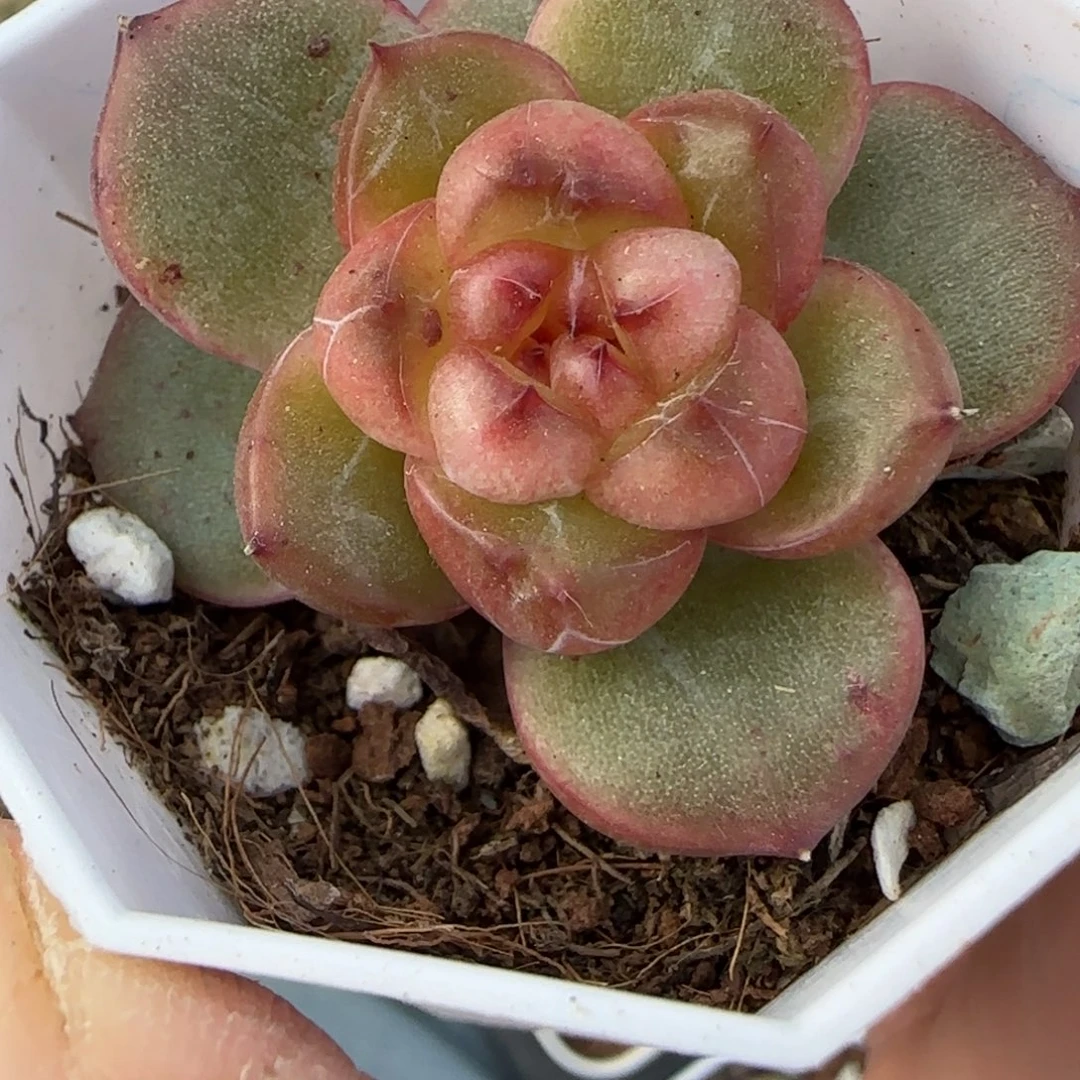 小卡拉米糖心一物一拍