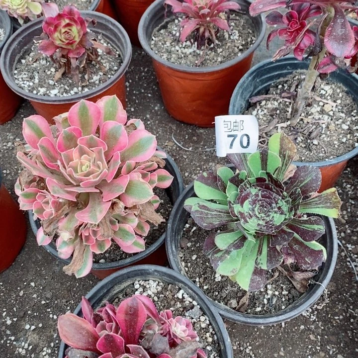 5507三颗组合多肉植物