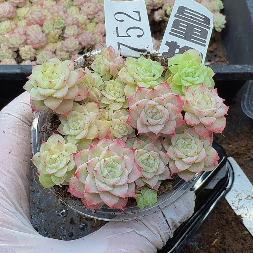 多肉植物多肉植物752量拍