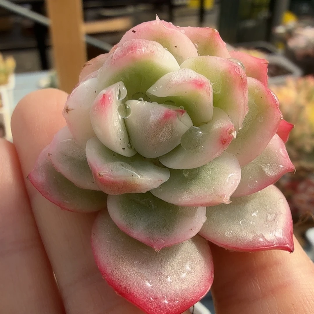 珍妮锦，多肉植物。