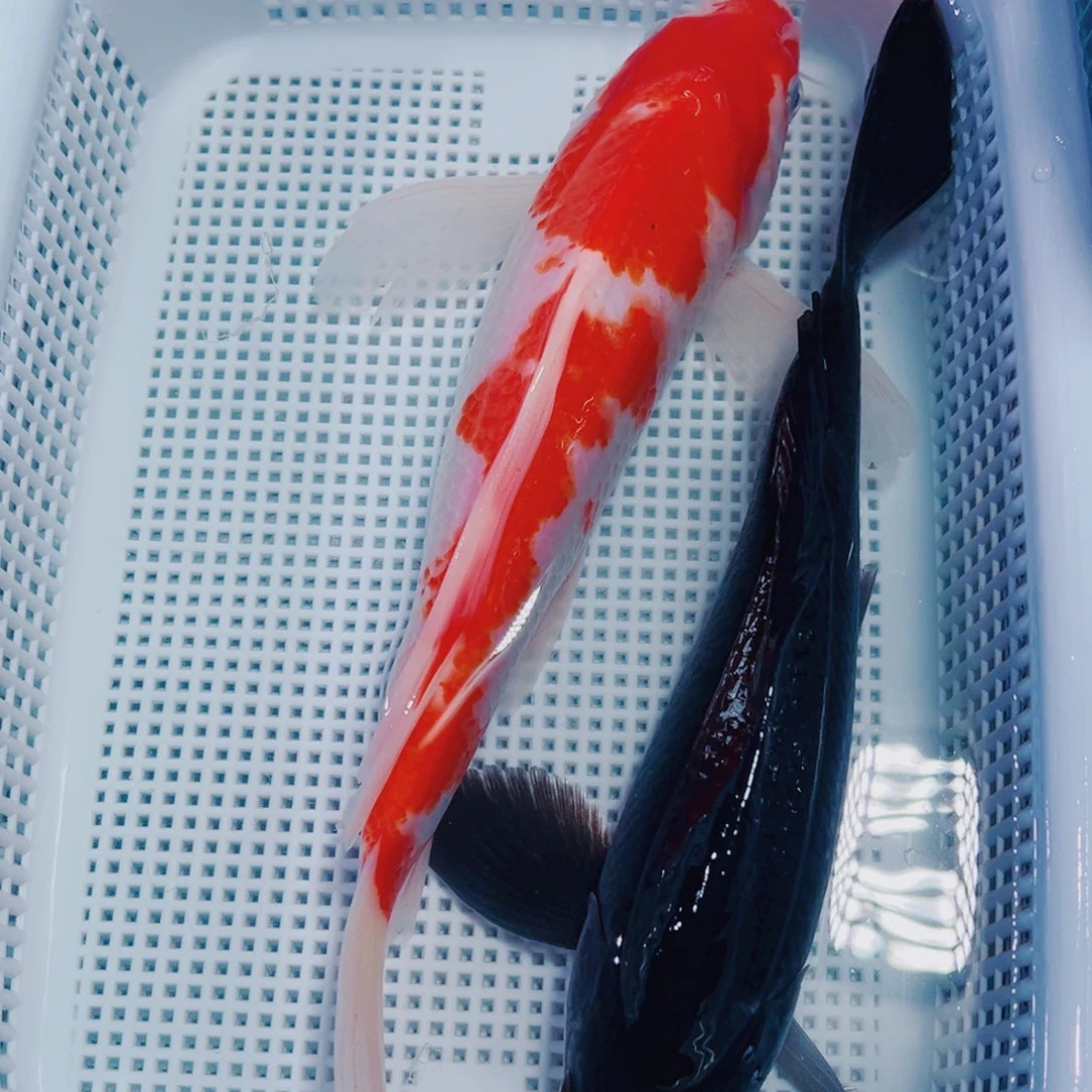 海水鱼锦鲤观赏鱼130