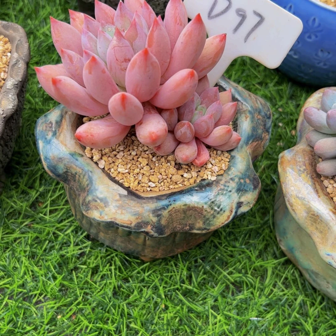 青*双头小老桩所罗门多肉