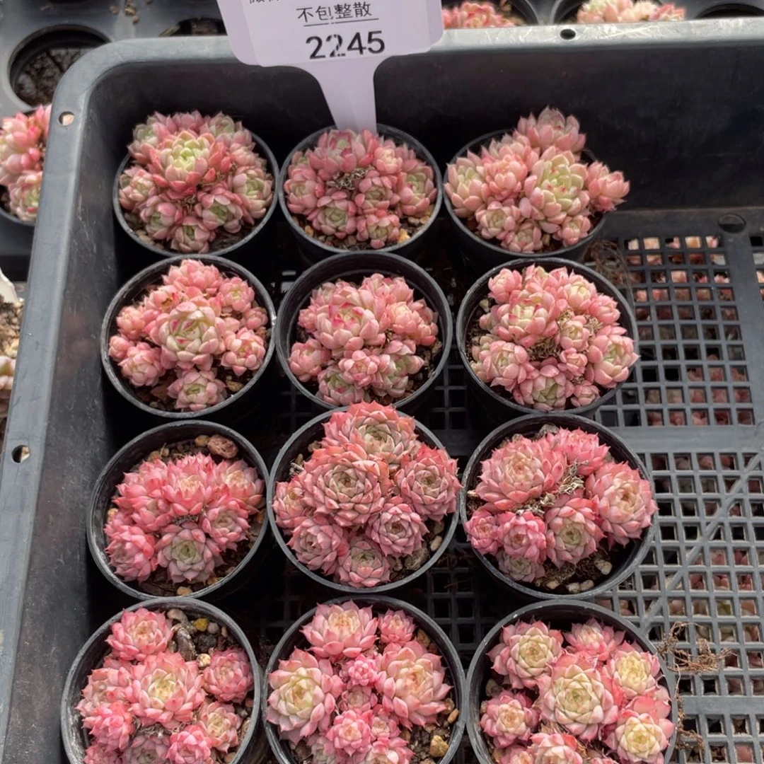 不包整散 盆子不售后2245