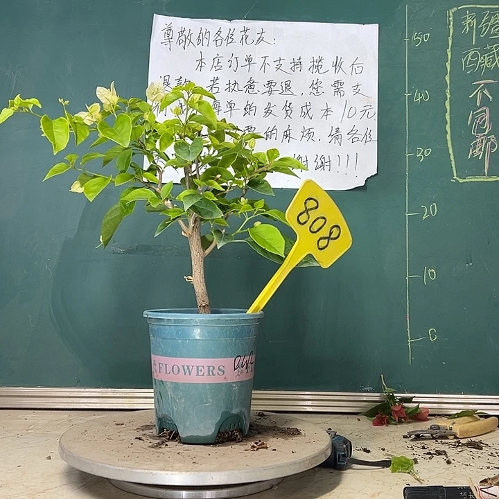当前无花栽培后可以开花口红 808