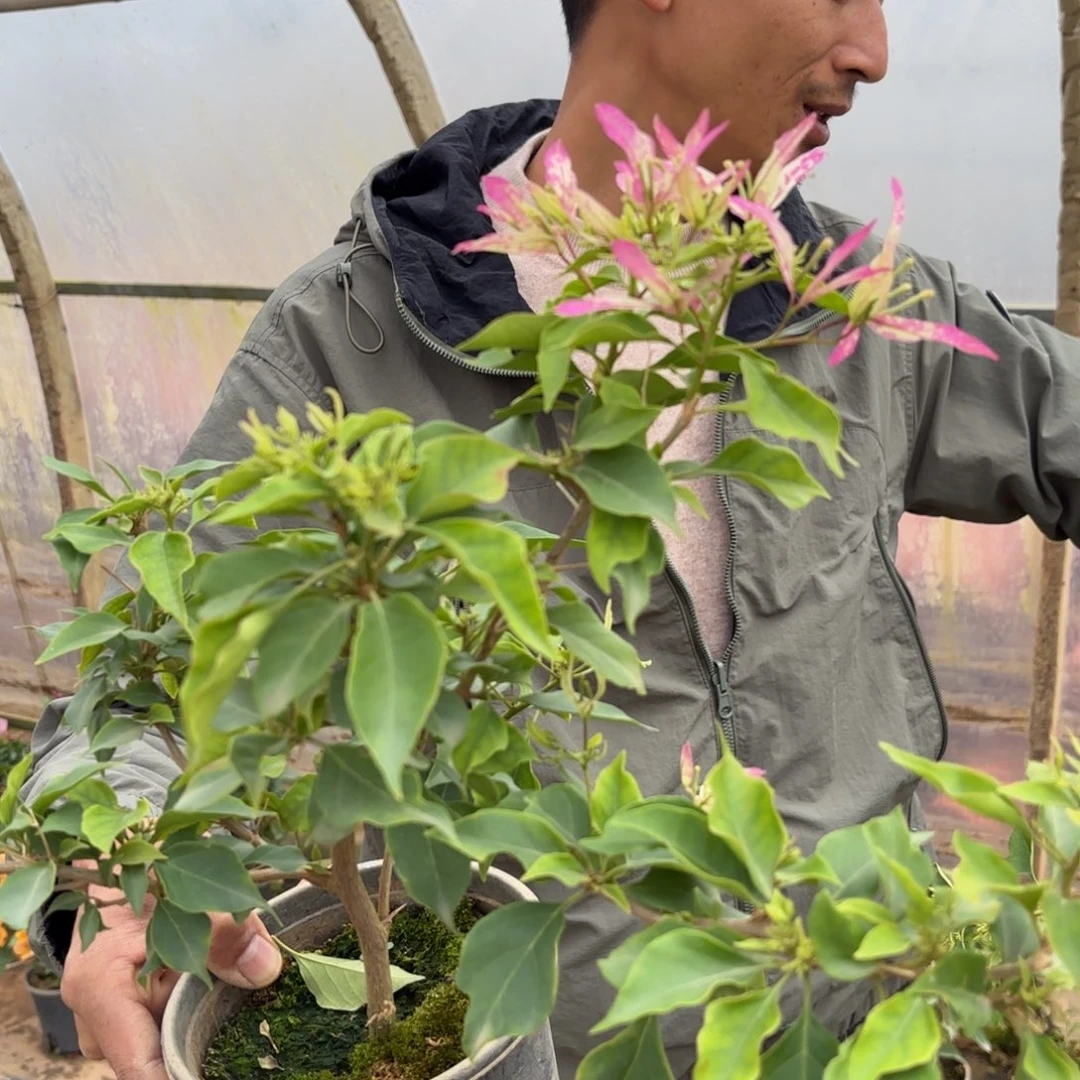 完全开放（性感冰）三角梅会落花落叶会光杆苗有大有小