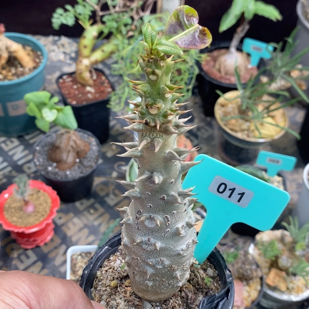 温莎瓶干多肉植物