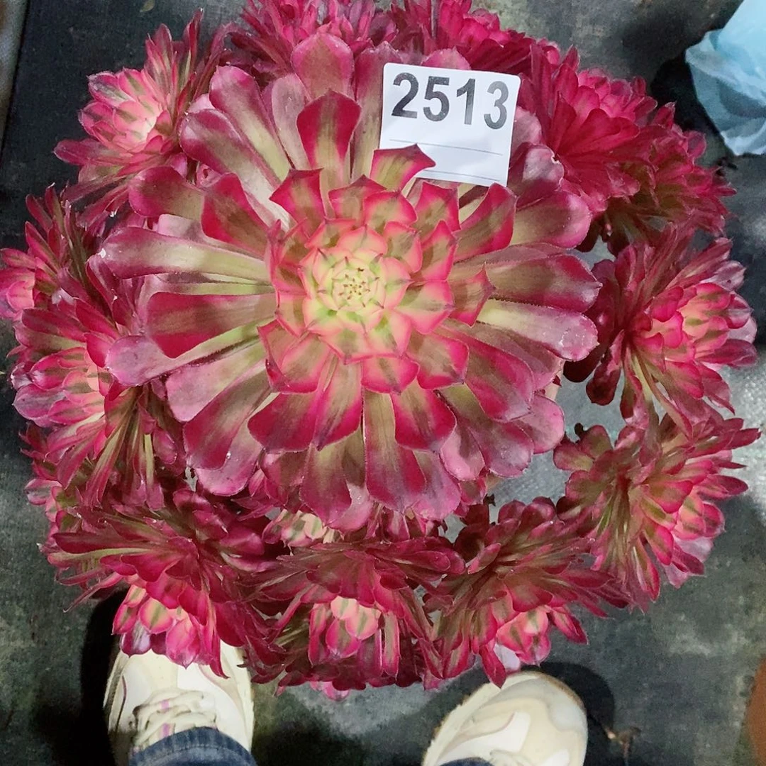 红陶星*2513红铜白4多肉