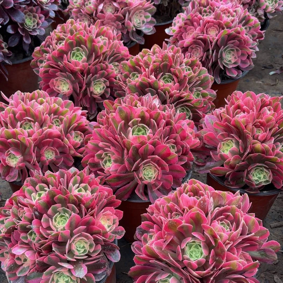 粉女巫绣球9.9法师多肉嫩