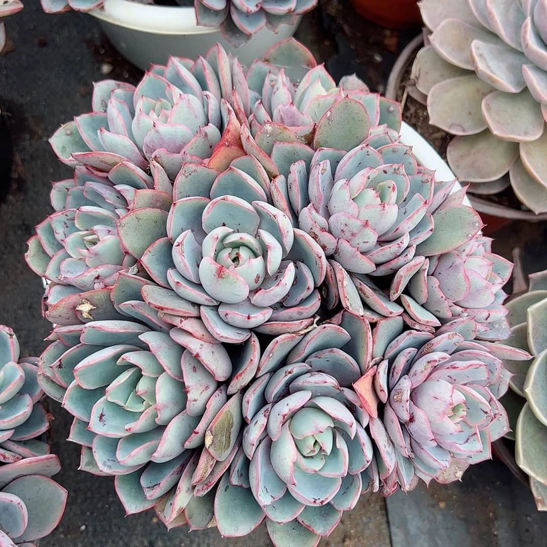 赫拉整桩群生八头起