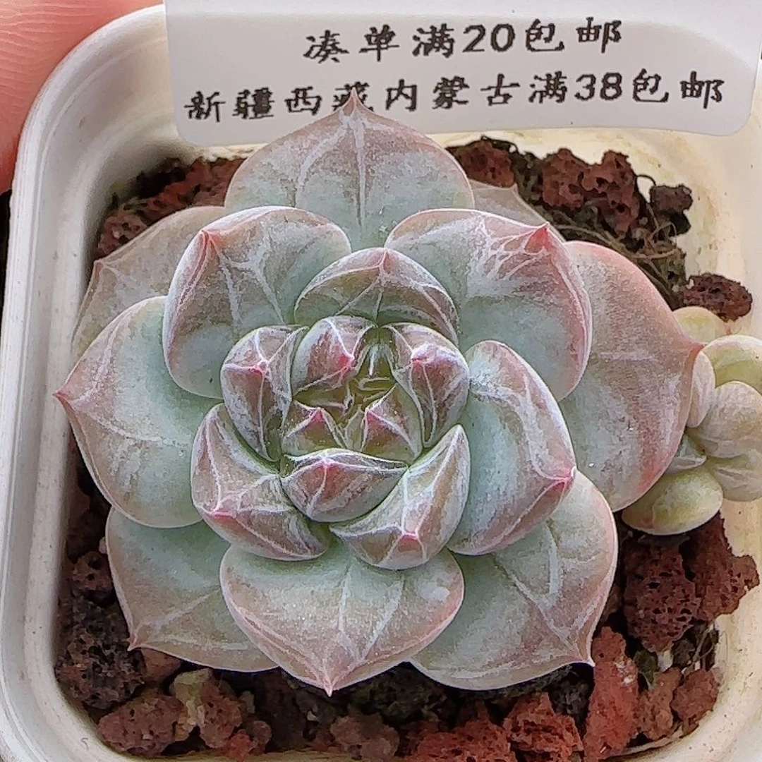 多肉0706-217糖心
