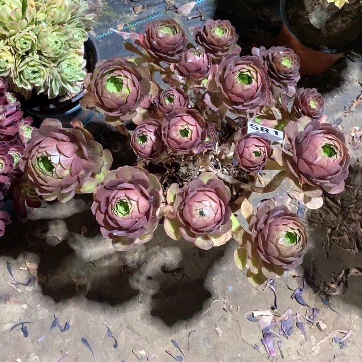 亚*法师植物一物一拍581