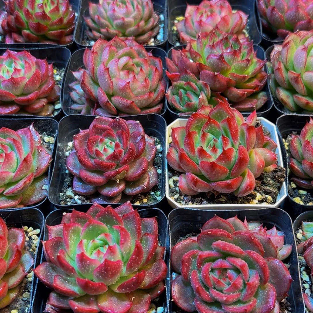 696点点滴滴都超vvvvv