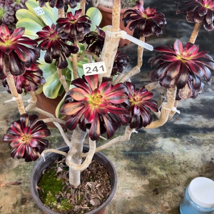 魔法锦241多肉法师一物一拍