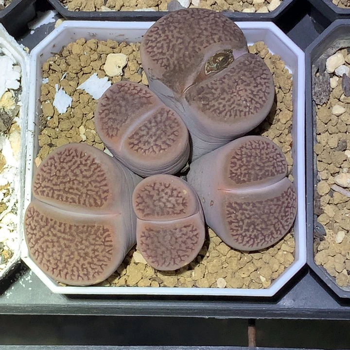 精品多肉植物精品多肉大富大贵