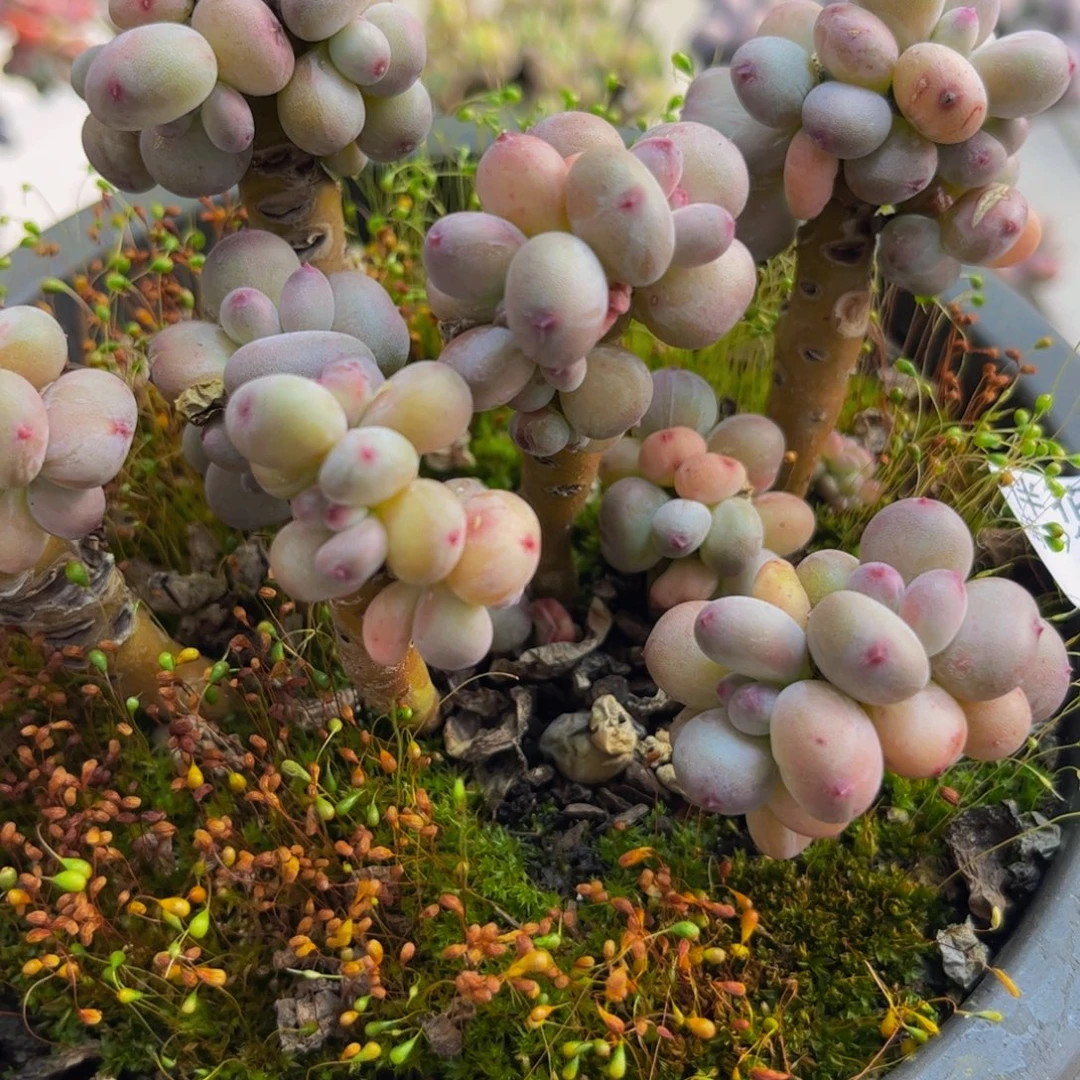 648/12cm苹果奶多肉