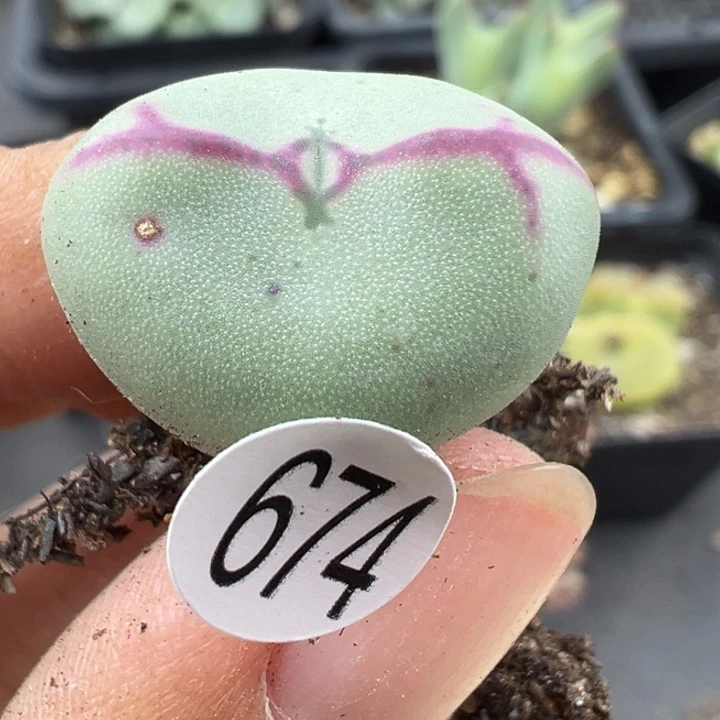 674号这颗多肉有点好看