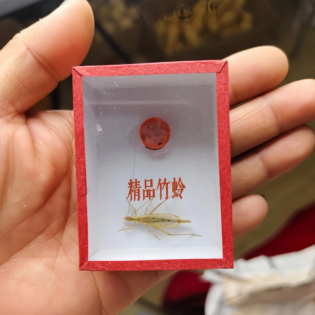 竹蛉鸣虫........