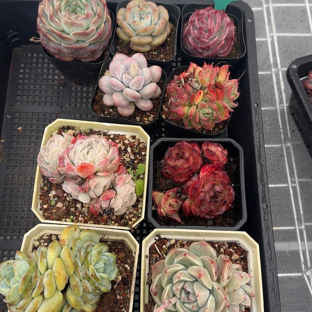 从前慢甄选多肉0119-17