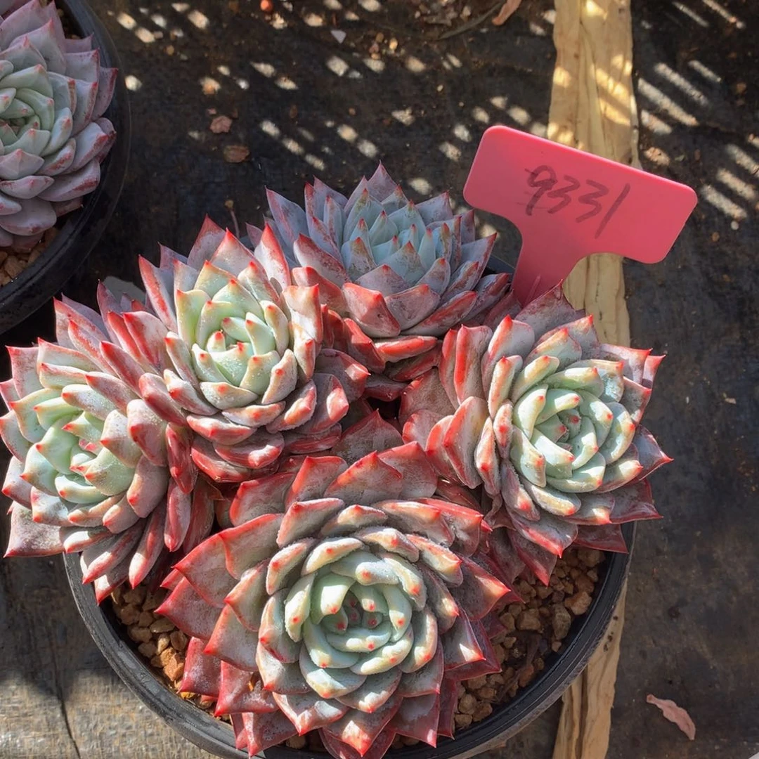 粉蓝鸟727272727272727