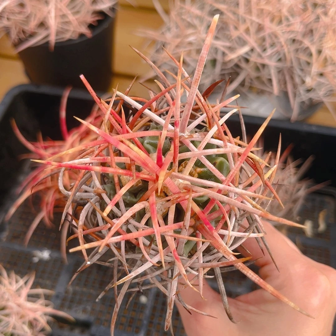 潮流植物产地大龙冠