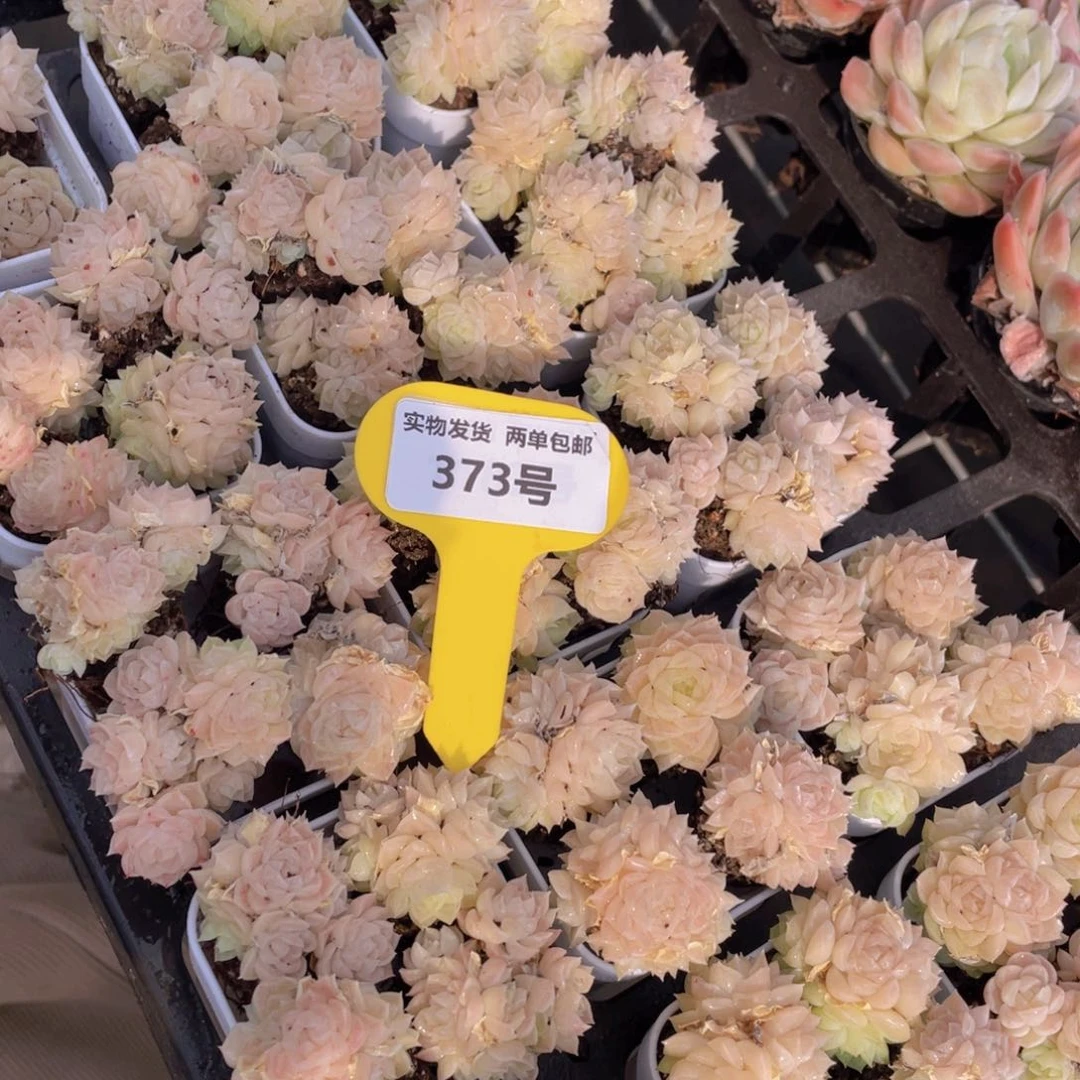 373号奶油果冻麦秆群组合4个