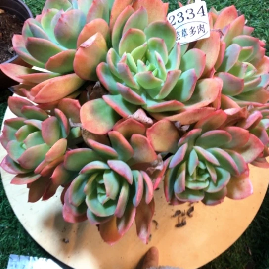 绮罗，2334，一物一拍