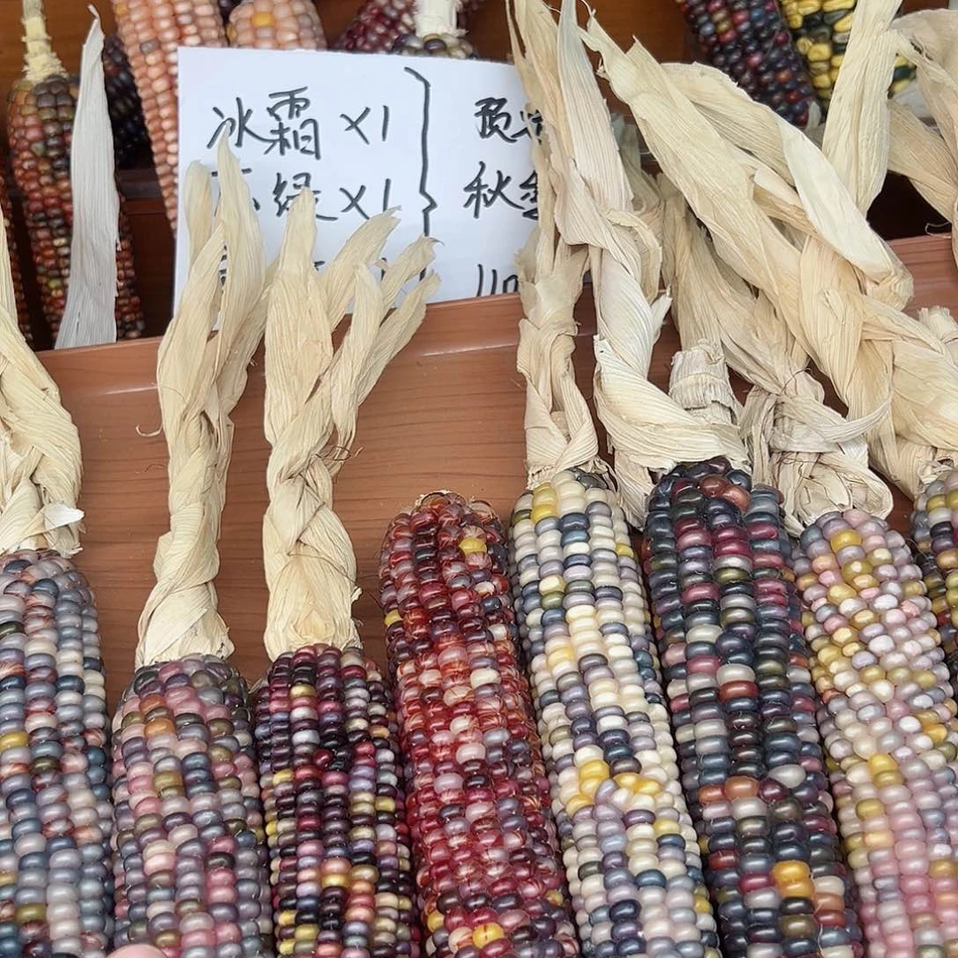 噜****啦文玩玉米毛料精品