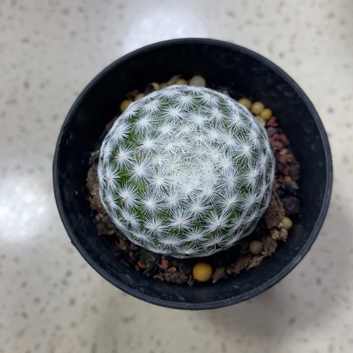 姬春星      实生根