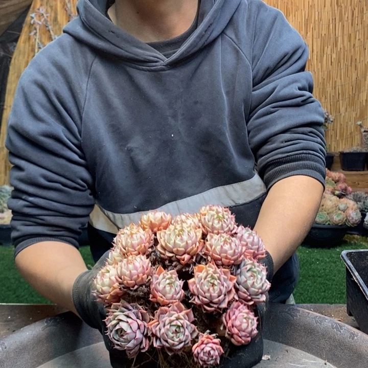 可***)234号苯巴多肉植物