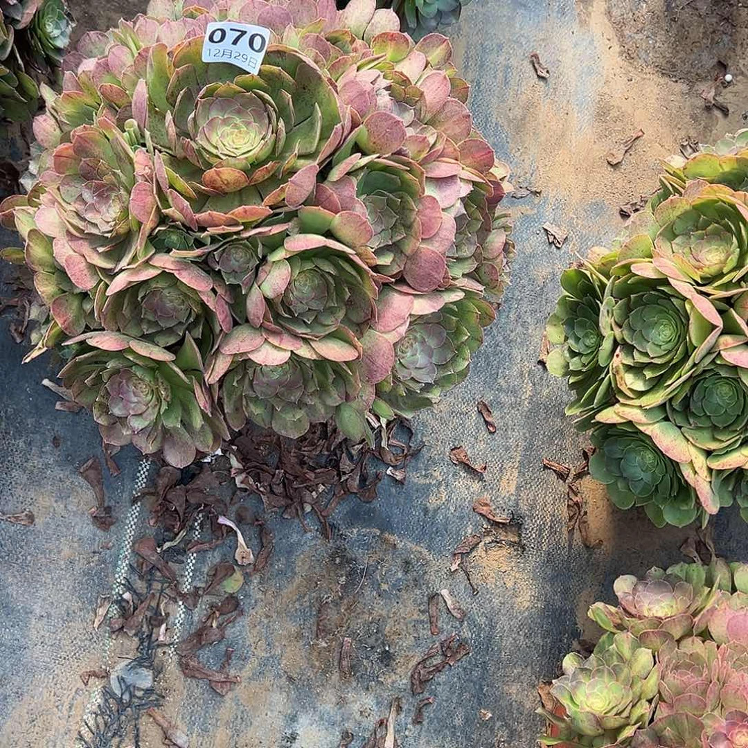 H****12.29-70万圣节多肉植物