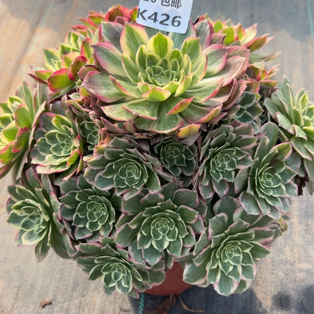 426水蜜桃，满20包邮