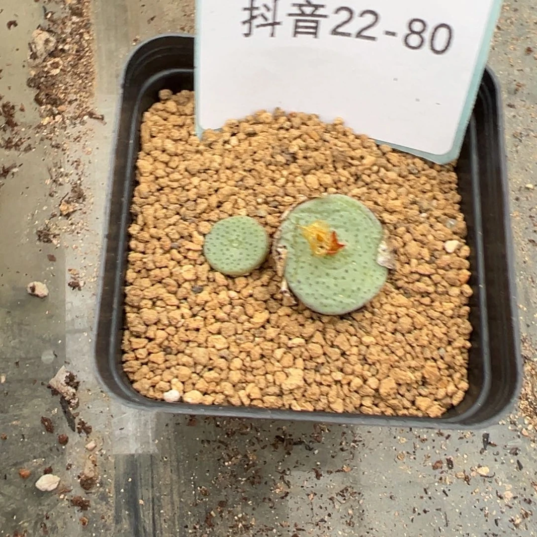 22-80酒杯多肉植物