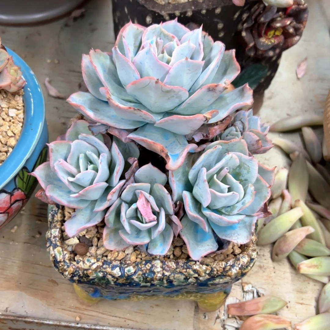 芬克48 零零多肉植物