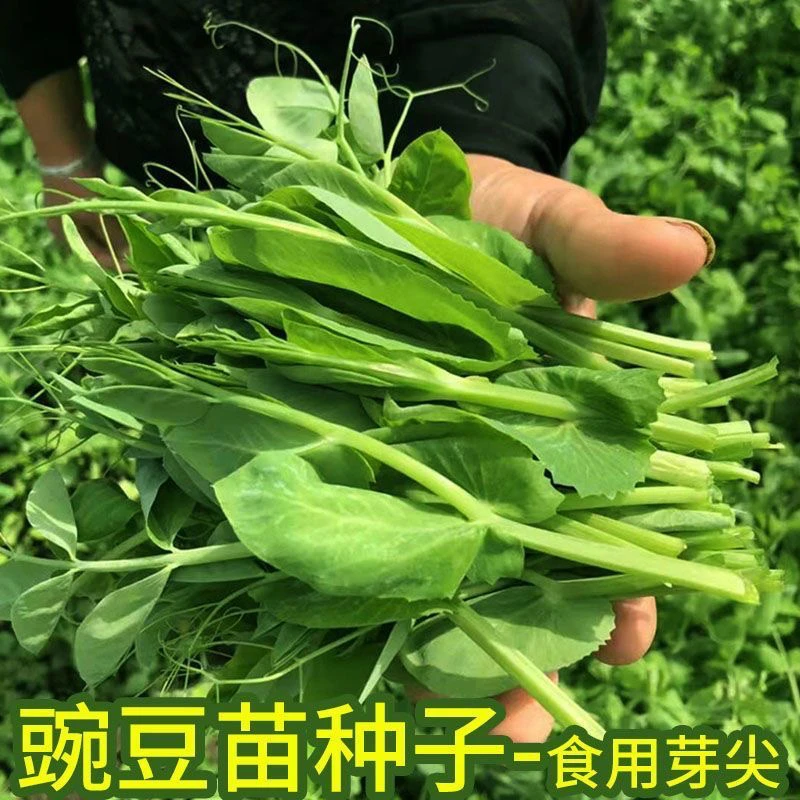 【全店满5包包邮】无须豌豆尖种子专吃豌豆苗阳台盆栽蔬菜种子