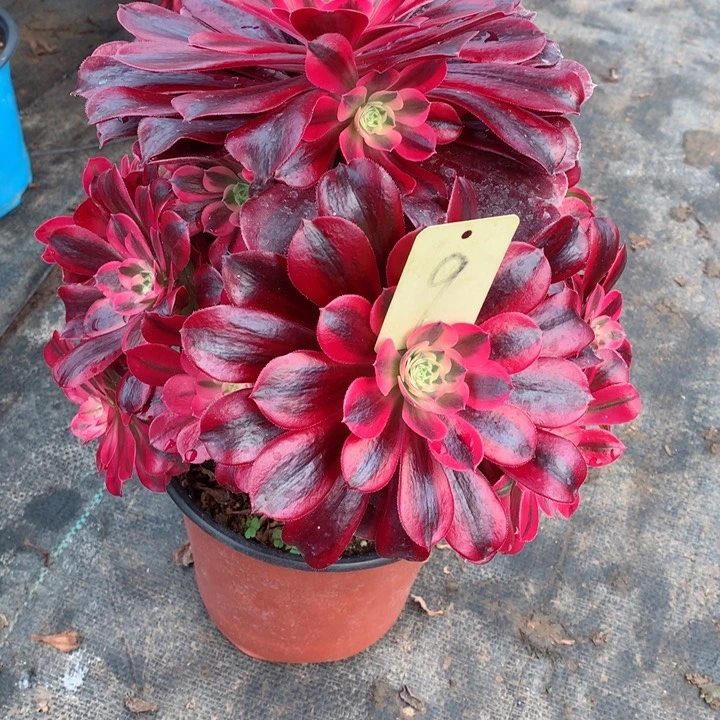 9美杜莎多肉111111