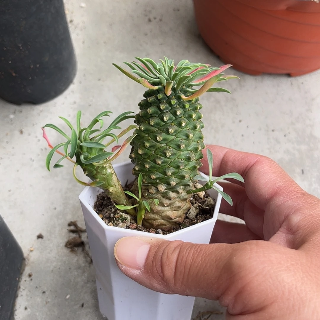 铁甲麒麟一物一拍