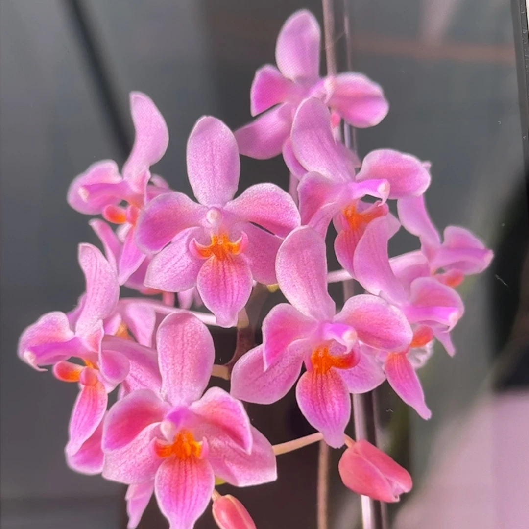 无花朵2.5寸eq交苏拉威西苗