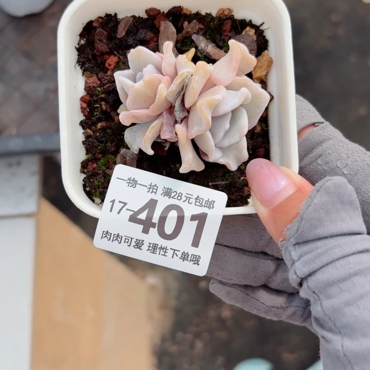 芭蕾舞者无盆土发货多肉多