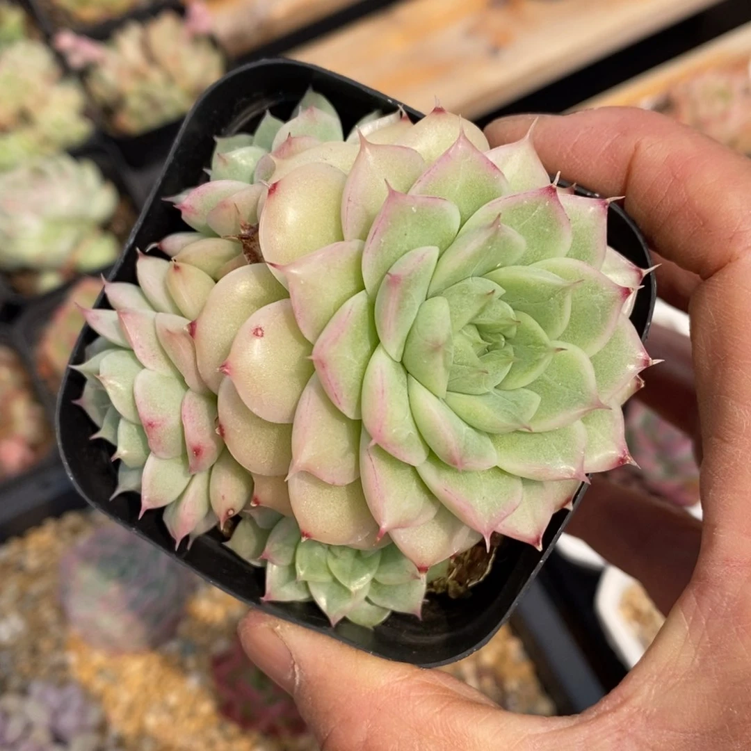 精品多肉一物一拍不包整3