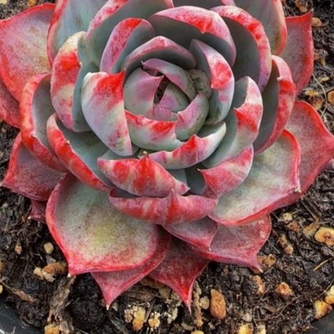 组合套餐编号38号