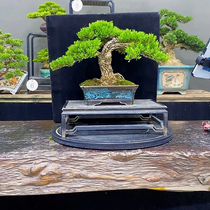 无花朵黄杨盆景四季常青