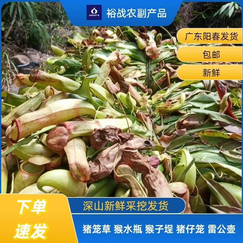 广东阳春深山新鲜采挖鬼尿筒 猪笼草煮水煲汤材料