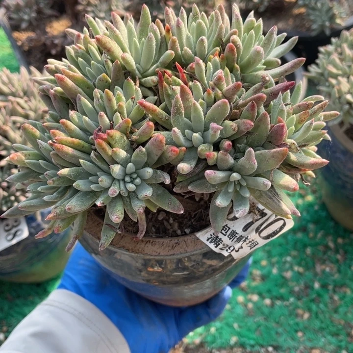 70号绿菊多肉植物