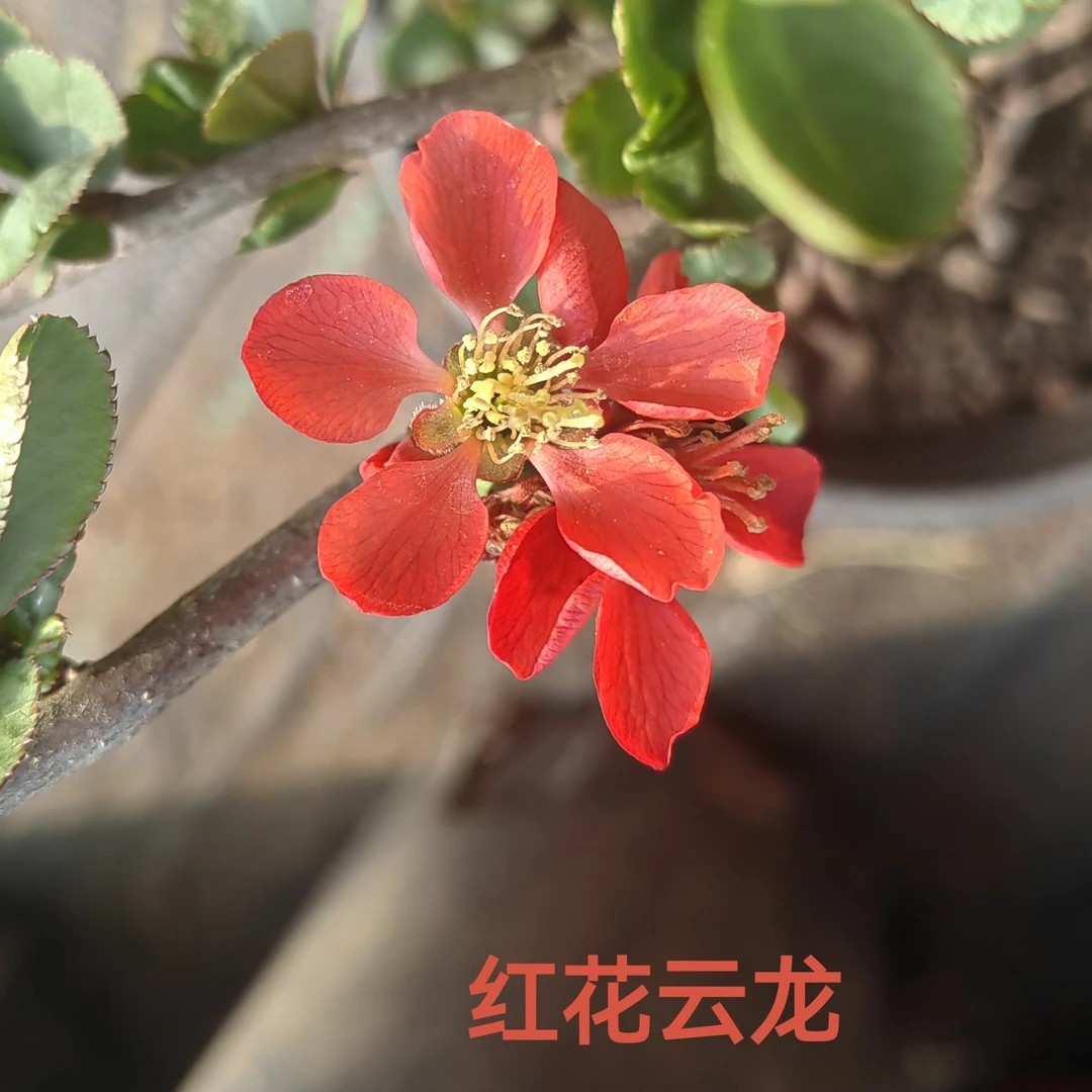 【红花云龙+复色云龙海棠苗组合】两棵组合