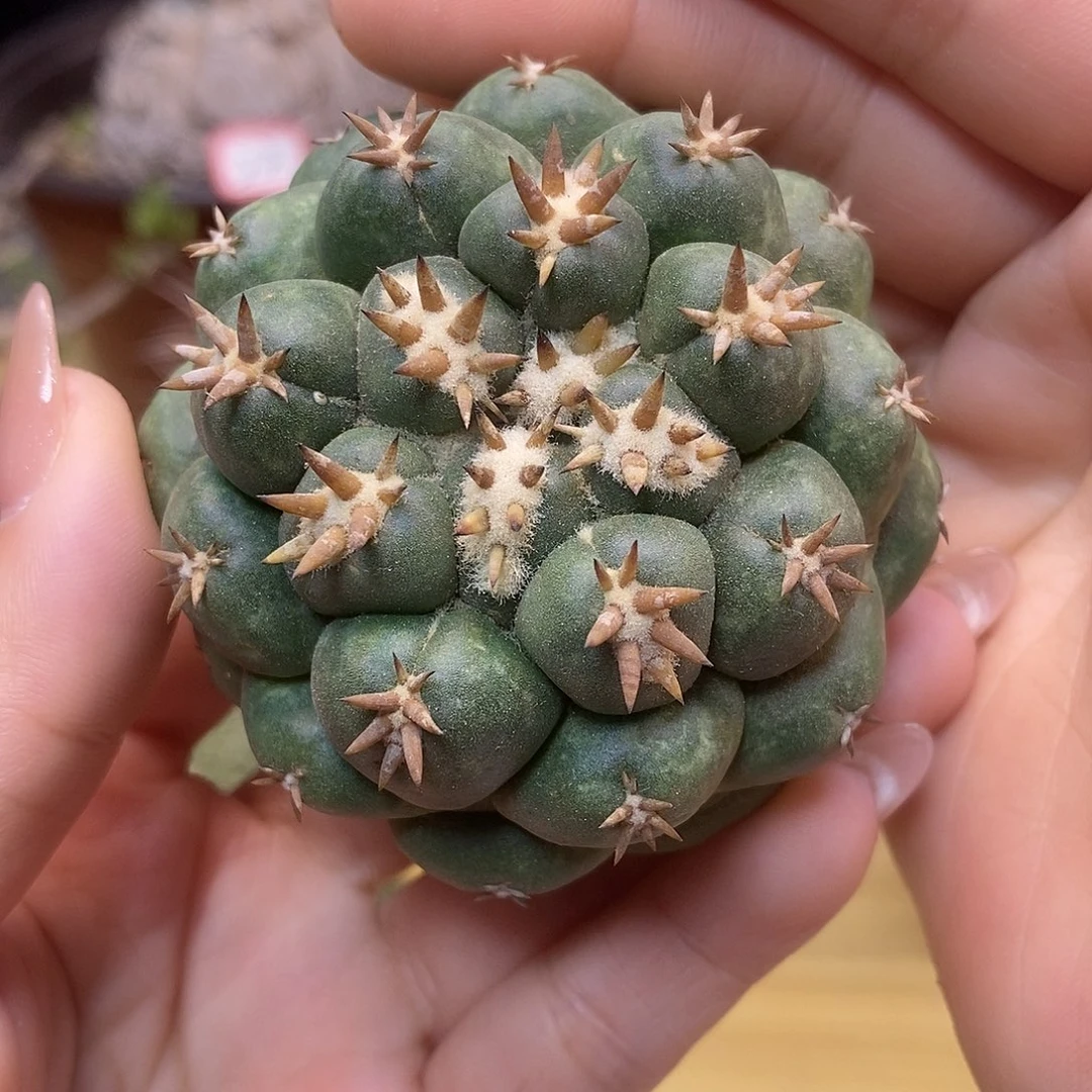 27号  自根出根短豪刺獠牙6.5公分