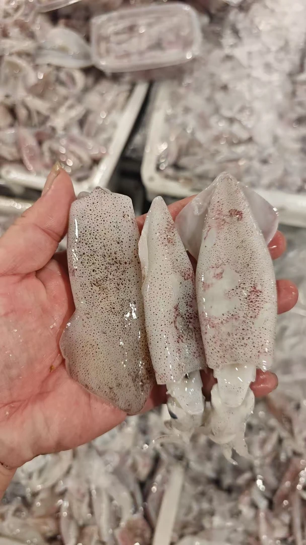 [四斤海兔]东海野生海捕海兔子海兔笔管鱼鱿鱼仔全国顺丰包邮