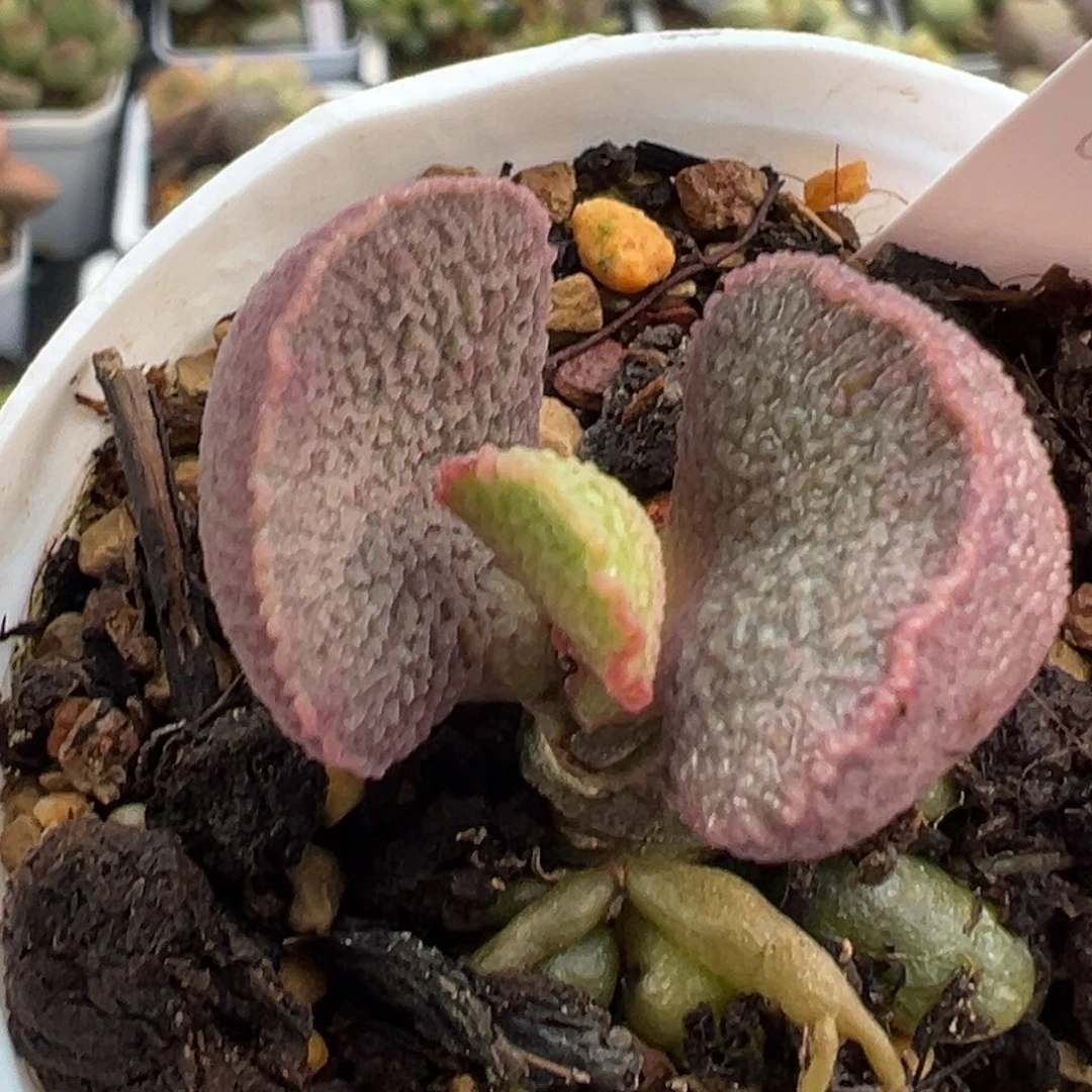 47磨砂纹实生新品