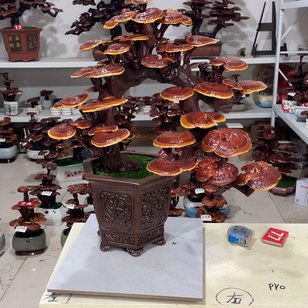 无花朵888888888888888