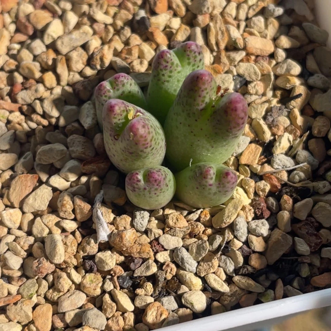 草莓斑马植物一物一拍